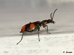 Attēlu rezultāti vaicājumam “Anthocomus fasciatus”