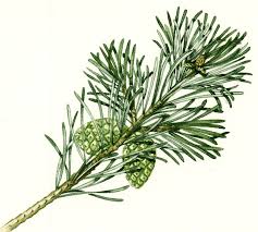 Attēlu rezultāti vaicājumam “Pinus sylvestris leaf”
