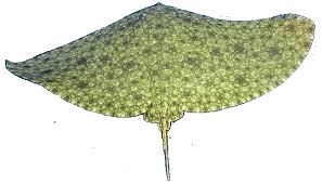 Image result for Gymnura natalensis