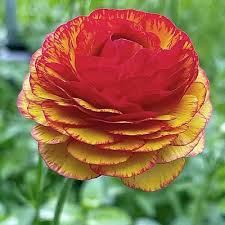 Attēlu rezultāti vaicājumam “Ranunculus brunnescens”