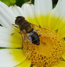 Attēlu rezultāti vaicājumam “Eristalis sp.”