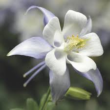Image result for Aquilegia caerulea