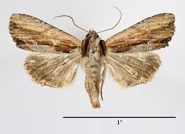 Attēlu rezultāti vaicājumam “Apamea ophiogramma”