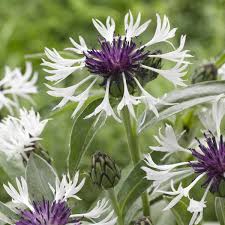 Image result for Flockenblume