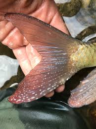 Image result for Moxostoma macrolepidotum