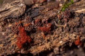 Attēlu rezultāti vaicājumam “Metatrichia vesparia”