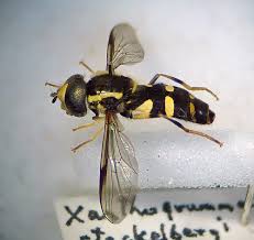 Attēlu rezultāti vaicājumam “Xanthogramma sp. male”