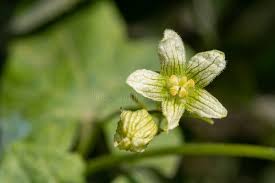 Attēlu rezultāti vaicājumam “Bryonia alba bud”