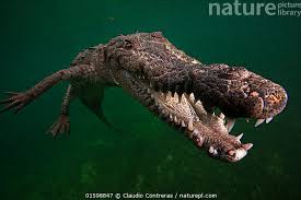 Image result for Crocodylus acutus