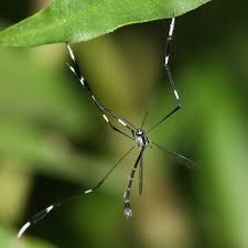 Attēlu rezultāti vaicājumam “Ptychoptera sp.”