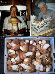 Attēlu rezultāti vaicājumam “Boletus edulis”