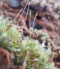 Attēlu rezultāti vaicājumam “Saelania glaucescens sporophyte”