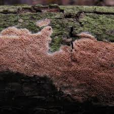 Attēlu rezultāti vaicājumam “Ceriporia purpurea”