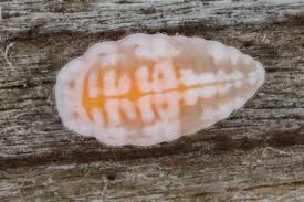 Attēlu rezultāti vaicājumam “Coniopterygidae”