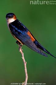 Image result for Cecropis daurica