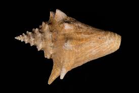 Image result for Aliger gigas