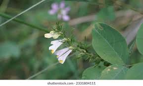 Attēlu rezultāti vaicājumam “Melampyrum pratense flower”
