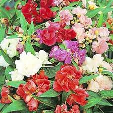 Image result for Impatiens balsamina