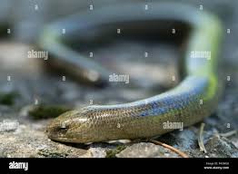 Attēlu rezultāti vaicājumam “Anguis fragilis”