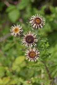 Attēlu rezultāti vaicājumam “Carlina vulgaris flower”