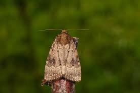 Attēlu rezultāti vaicājumam “Amphipyra pyramidea”