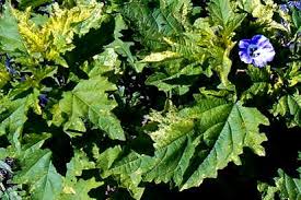 Attēlu rezultāti vaicājumam “Nicandra physalodes fruit”