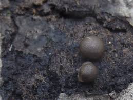 Attēlu rezultāti vaicājumam “Lycogala cf. oleocrystalliferum macro”