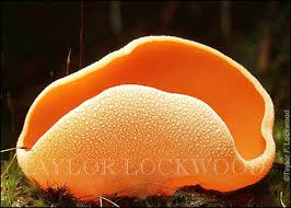 Attēlu rezultāti vaicājumam “Aleuria aurantia”