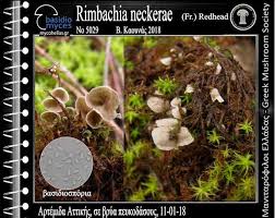 Attēlu rezultāti vaicājumam “Rimbachia neckerae”