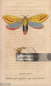 Attēlu rezultāti vaicājumam “Hepialus humuli male”