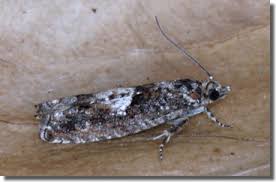 Attēlu rezultāti vaicājumam “Epinotia immundana”