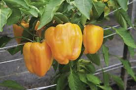 Afbeeldingsresultaat voor baby yellow sweet pepper