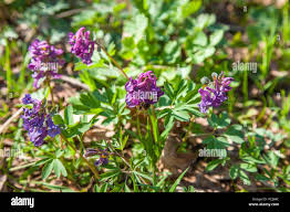 Attēlu rezultāti vaicājumam “Corydalis intermedia flower”