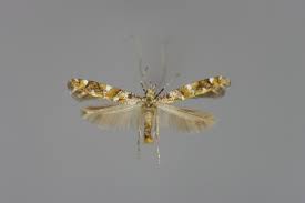 Attēlu rezultāti vaicājumam “Gracillaria syringella imago”