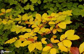 Attēlu rezultāti vaicājumam “Fagus sylvatica fo. laciniata”