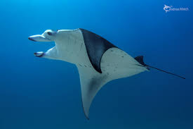 Image result for Mobula alfredi
