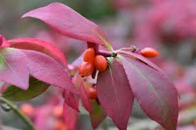 Attēlu rezultāti vaicājumam “Euonymus fruit”