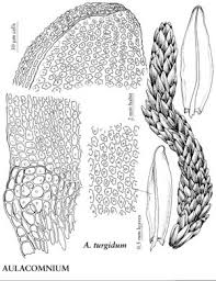 Attēlu rezultāti vaicājumam “Aulacomnium”