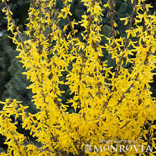 Attēlu rezultāti vaicājumam “Forsythia intermedia”