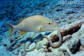 Image result for Haemulon sciurus