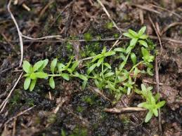 Attēlu rezultāti vaicājumam “Callitriche verna”