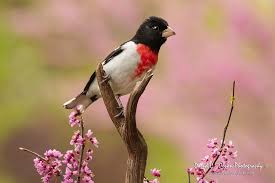 Image result for Pheucticus ludovicianus