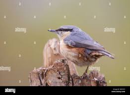 Attēlu rezultāti vaicājumam “Sitta europaea male”