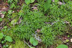 Attēlu rezultāti vaicājumam “Diphasium complanatum”