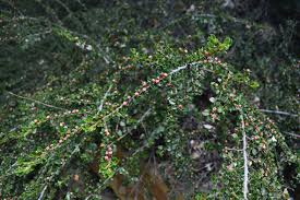Attēlu rezultāti vaicājumam “Cotoneaster divaricatus”