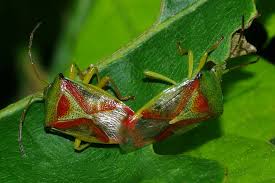 Attēlu rezultāti vaicājumam “Elasmostethus interstinctus nymph”