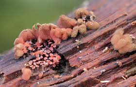 Attēlu rezultāti vaicājumam “Arcyria affinis macro”