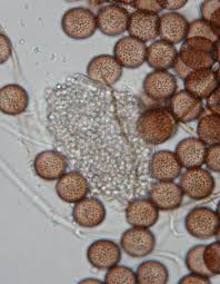 Attēlu rezultāti vaicājumam “Diderma globosum sessile”