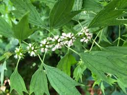 Attēlu rezultāti vaicājumam “Leonurus cardiaca leaf”