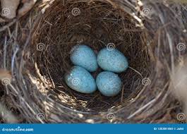 Attēlu rezultāti vaicājumam “Turdus merula eggs”